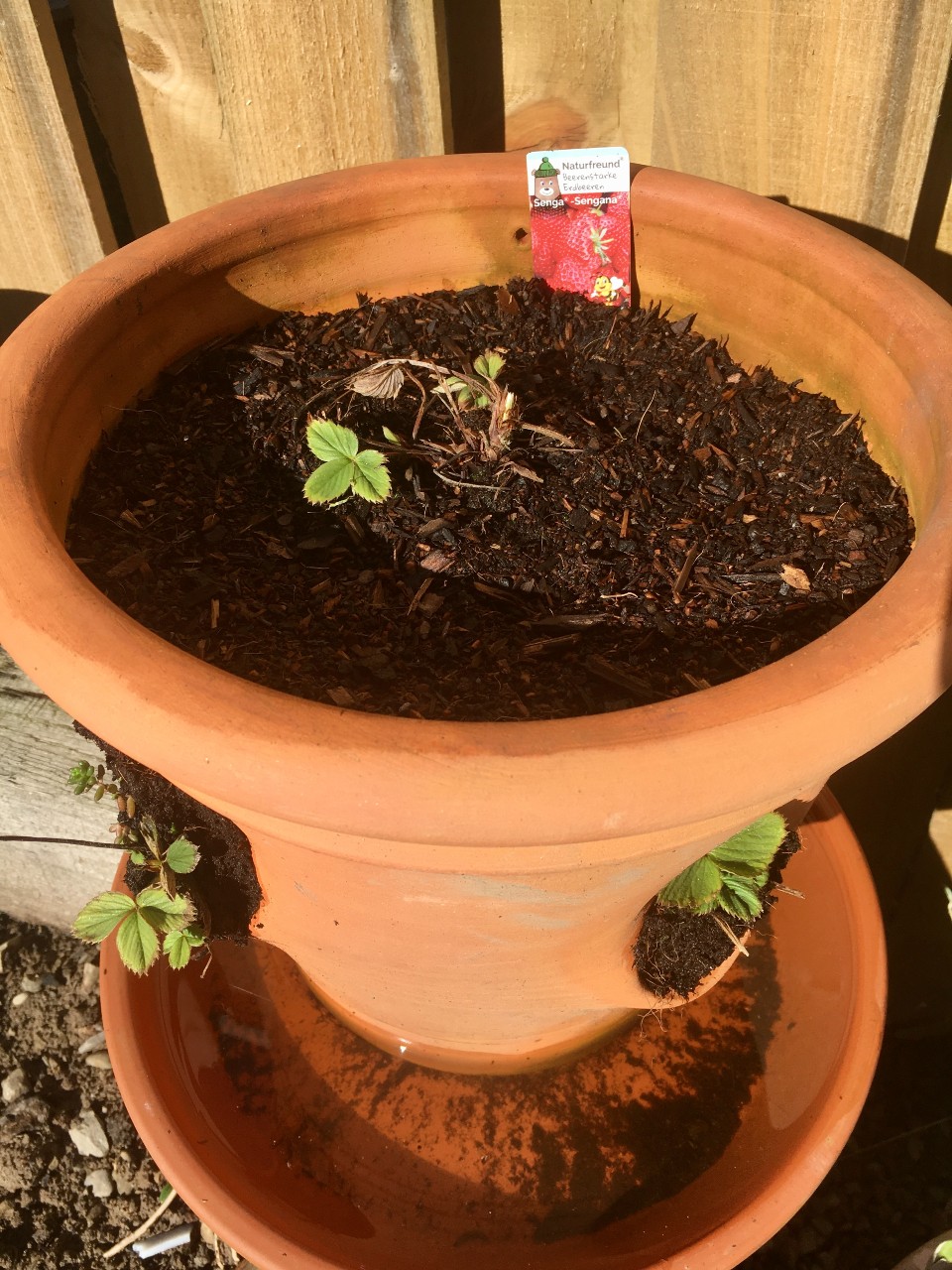 A terracotta strawberry planter