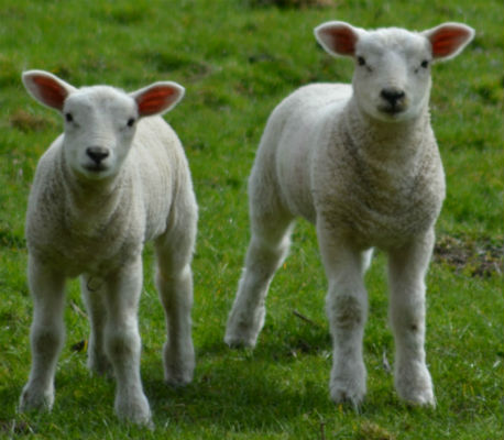 Two lambs in a field