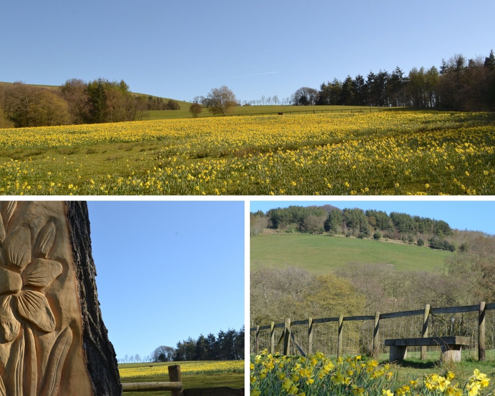 A montage of pictures showing the daffodil field in the Gatten Valley in Shropshire