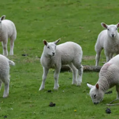 Waking Up to Spring in Chapel Lawn