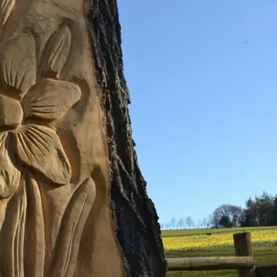 The Gatten Valley Daffodil Field | Shropshire's Hidden Gem