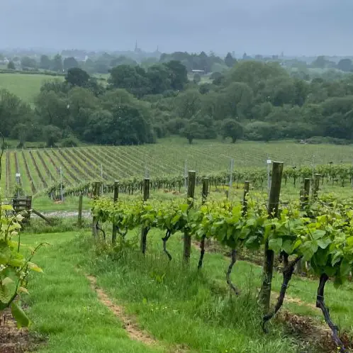 Discovering the Vineyards of Shropshire