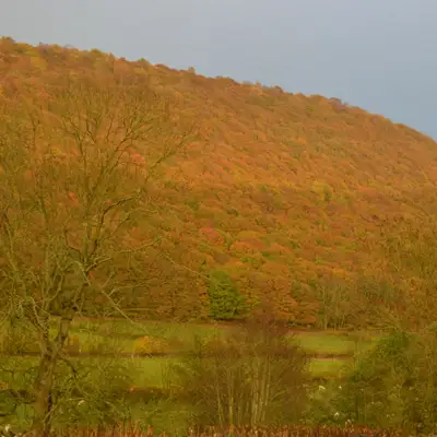 If You Go Down to the Woods Today