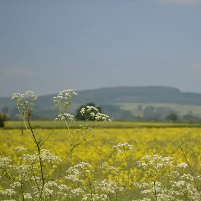 A Summer's Sunday Stroll